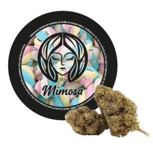 mimosa flores cbd producto