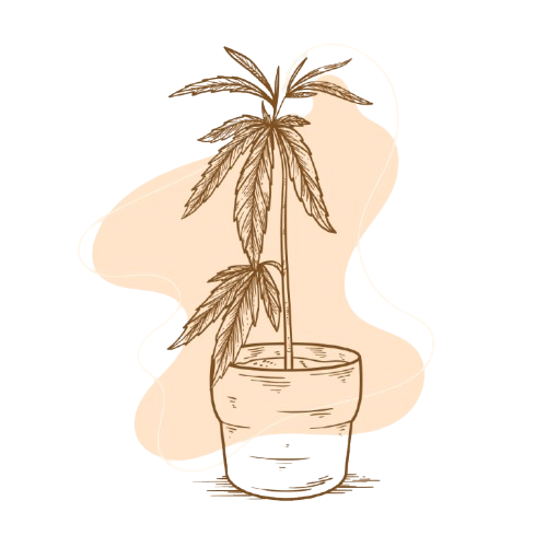 ilustracion planta cannabis marron ilustracion planta cannabis marron