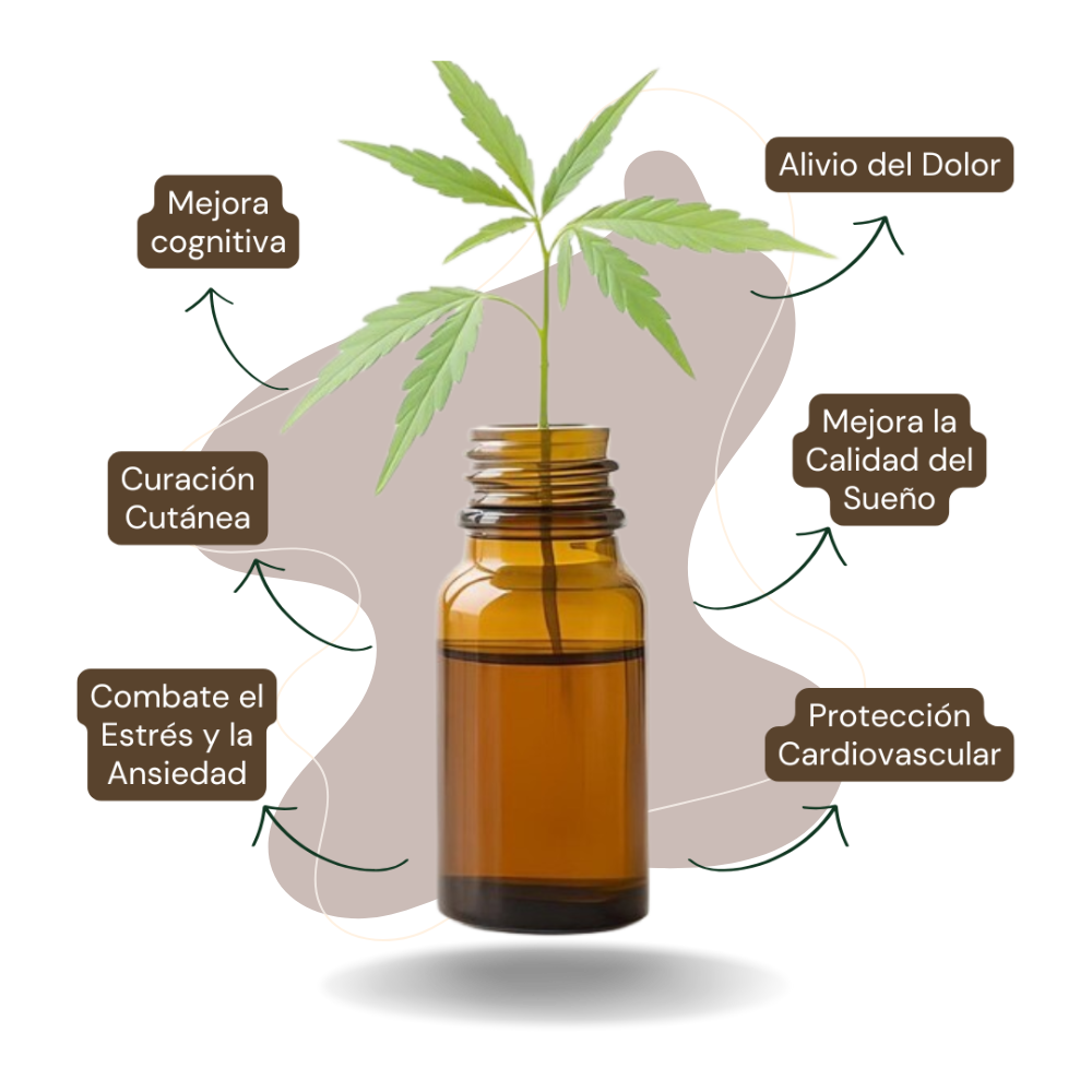 bote aceite natural planta cbd beneficios bote aceite natural planta cbd beneficios